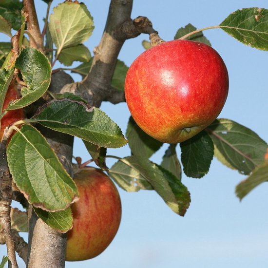Rode Elstar appels aan een boom met groene bladeren tegen een blauwe lucht.