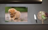 Inductieplaat Beschermer - Kitten Spelend met Insect op Stenen Pad - 70x52 cm - 2 mm Dik - Inductie Beschermer van Vinyl