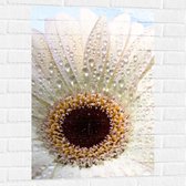 Muursticker - Wit Madeliefje van Dichtbij - 60x90 cm Foto op Muursticker