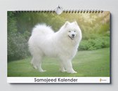 Samojeed Kalender - Verjaardagskalender - 35x24cm - Huurdies