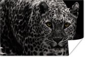 Close-up starende luipaard op een zwarte achtergrond poster papier 120x80 cm - Foto print op Poster (wanddecoratie woonkamer / slaapkamer) / Wilde dieren Poster