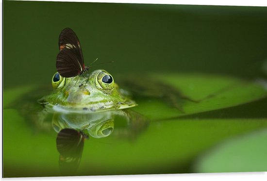 WallClassics - Dibond - Zwarte Vlinder op een Groene Kikker - 105x70 cm Foto op Aluminium (Wanddecoratie van metaal)