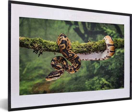 Photo dans le cadre - Brun avec cadre photo serpent noir avec passe partout blanc 40x60 60x40 cm - Affiche dans le cadre (Décoration murale salon / chambre)
