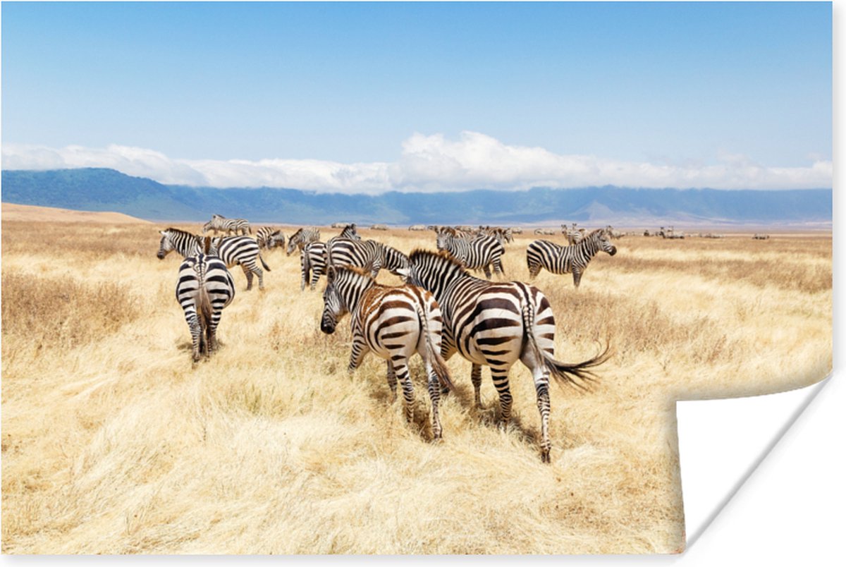 Poster Kudde zebra's in de Ngorongoro-krater - 30x20 cm op Prijzenvolger.com
