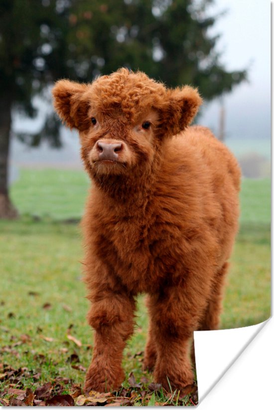 Papier pour affiche Curious Little Calf Scottish Highlander
