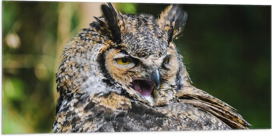 WallClassics - Drapeau - Chouette bâillante - Photo sur drapeau polyester 100 x 50 cm