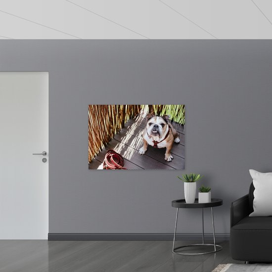 PVC Schuimplaat - Bulldog op Houten Planken - 120x80 cm Foto op PVC Schuimplaat (Met Ophangsysteem)