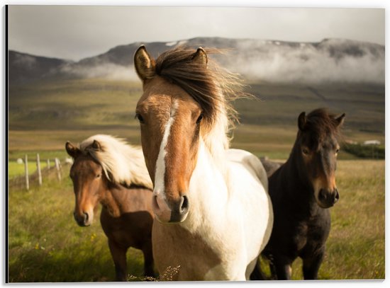 WallClassics - Dibond - Drie Paarden in de Weide - 40x30 cm Foto op Aluminium (Wanddecoratie van metaal)