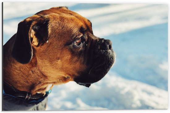 WallClassics - Dibond - Hond houdt niet van Sneeuw - 60x40 cm Foto op Aluminium (Met Ophangsysteem)