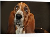 WallClassics - PVC Schuimplaat- Bruine Basset Hond - 105x70 cm Foto op PVC Schuimplaat