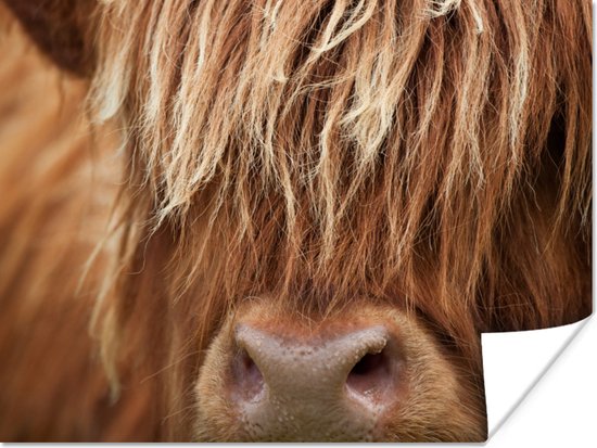 Affiche Highlander écossais - Nez - Cheveux - 80x60 cm