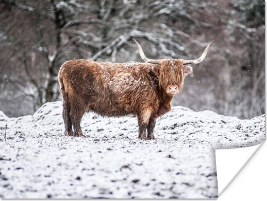 Poster Schotse Hooglander - Boom - Sneeuw - 80x60 cm