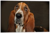 WallClassics - Dibond - Bruine Basset Hond - 60x40 cm Foto op Aluminium (Met Ophangsysteem)