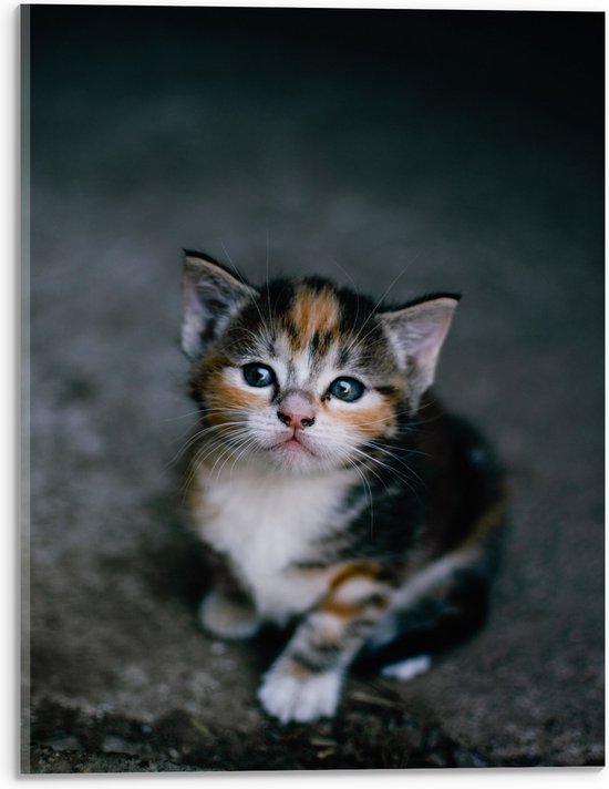 WallClassics - Acrylglas - Kitten op een Steen - 30x40 cm Foto op Acrylglas (Wanddecoratie op Acrylaat)