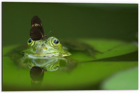 WallClassics - Dibond - Zwarte Vlinder op een Groene Kikker - 60x40 cm Foto op Aluminium (Met Ophangsysteem)