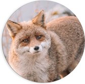 WallClassics - Cercle mural Dibond - Renard curieux - Photo 90x90 cm sur cercle mural en aluminium (avec système d'accrochage)