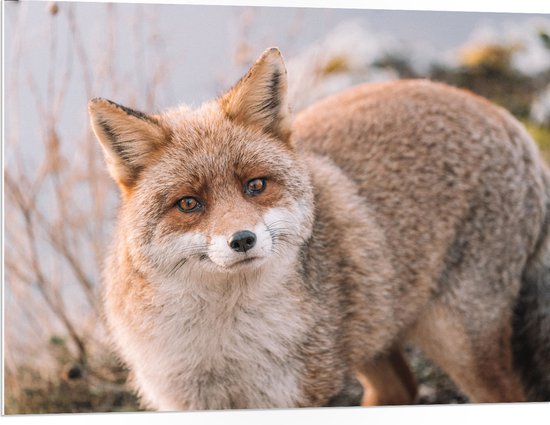 WallClassics - Plaque de Mousse PVC - Renard Curieux - 100x75 cm Photo sur Plaque de Mousse PVC (Avec Système d'accrochage)