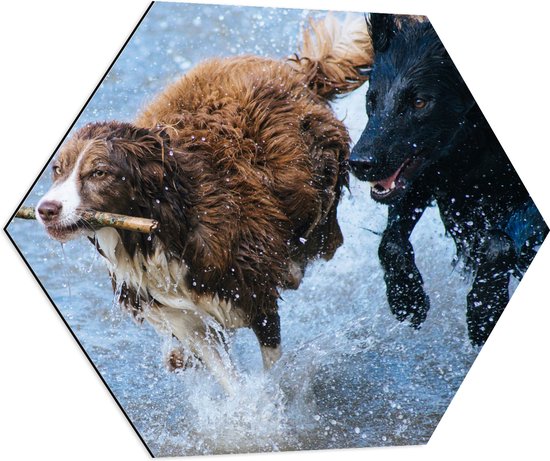 WallClassics - Dibond Hexagon - Honden Spelend met een Tak in het Water - 70x60.9 cm Foto op Hexagon (Met Ophangsysteem)