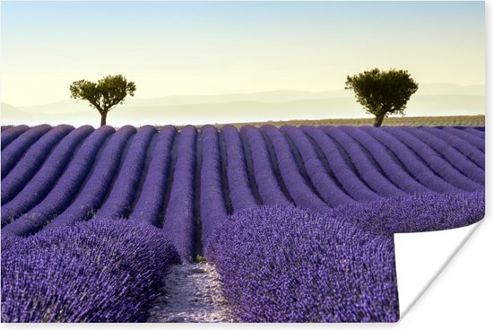 poster-lavendel-bomen-bloemen-natuur-30x20-cm-bol
