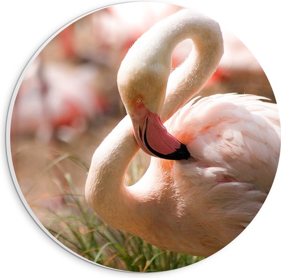 WallClassics - PVC Schuimplaat Muurcirkel - Flamingo in het Gras - 20x20 cm Foto op Muurcirkel (met ophangsysteem)