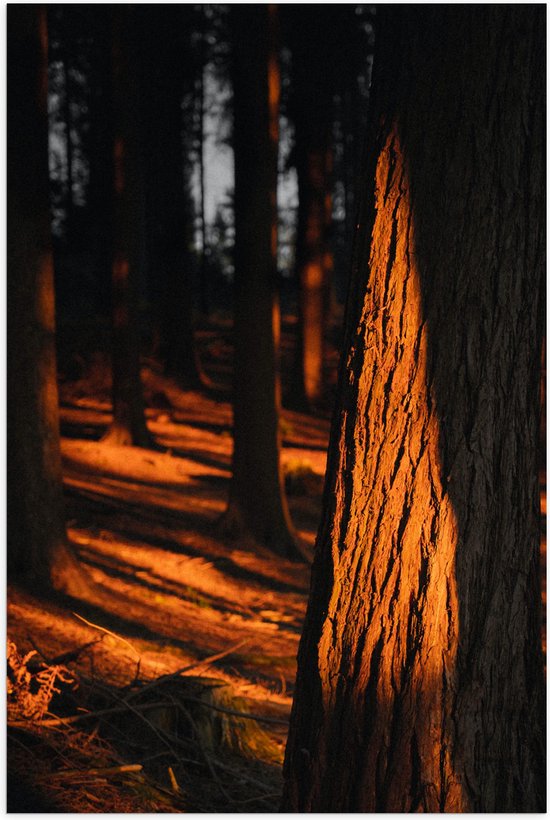 WallClassics - Poster Glanzend – Oranje Zonlicht in het Bos - 70x105 cm Foto op Posterpapier met Glanzende Afwerking