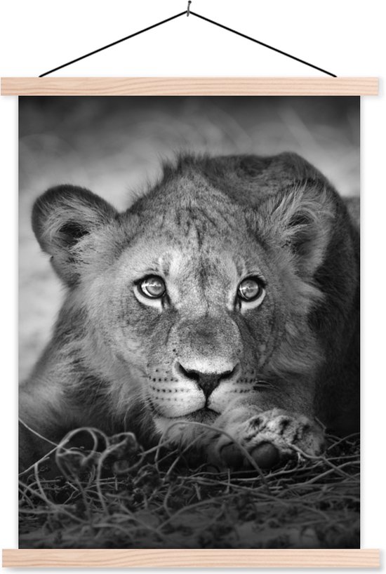 Porte-affiche avec affiche - Affiche scolaire - Animaux sauvages - Lion - Nature - Zwart - Wit - 60x80 cm - Lattes vierges