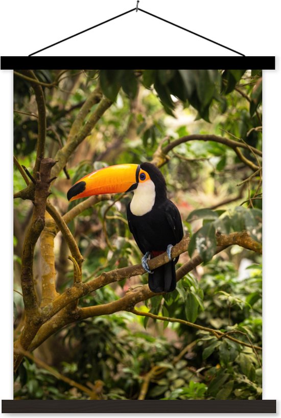 Posterhanger incl. Poster 60x80 cm - Schoolplaat - Vogel - Toekan - Jungle - Natuur - Tropisch - Textielposter - Zwarte latten