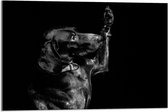 WallClassics - Acrylglas - Zwarte Hond Zegt 'Hoi' - 75x50 cm Foto op Acrylglas (Met Ophangsysteem)