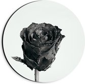 Dibond Muurcirkel - Druppels op Roos (Zwart-wit) - 20x20 cm Foto op Aluminium Muurcirkel (met ophangsysteem)
