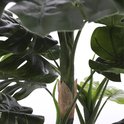 Close-up van de stammen en grote, gespleten bladeren van een kunst Monstera plant.