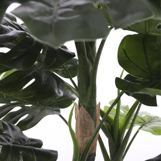 Close-up van de stammen en grote, gespleten bladeren van een kunst Monstera plant.