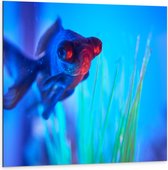 WallClassics - Dibond - Zwemmende Vis in het Water - 100x100 cm Foto op Aluminium (Met Ophangsysteem)