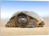 WallClassics - Tuinposter – Schildpad op het Zand - 80x60 cm Foto op Tuinposter (wanddecoratie voor buiten en binnen)