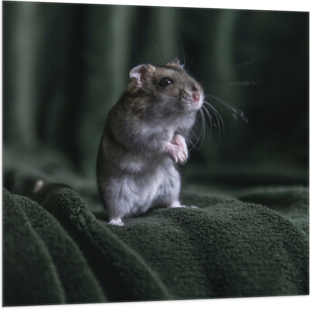 Vlag - Schattig Muisje op de Bank - 100x100 cm Foto op Polyester Vlag