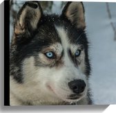 WallClassics - Canvas - Serieuze Husky Hond - 40x40 cm Foto op Canvas Schilderij (Wanddecoratie op Canvas)