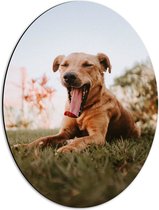 WallClassics - Dibond Ovaal - Gapende Bruine Hond - 42x56 cm Foto op Ovaal (Met Ophangsysteem)
