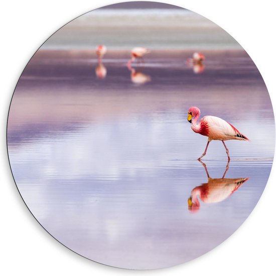 WallClassics - Dibond Muurcirkel - Flamingo in het Water - 80x80 cm Foto op Aluminium Muurcirkel (met ophangsysteem)