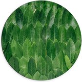 WallClassics - Dibond Muurcirkel - Groene Blaadjes - 70x70 cm Foto op Aluminium Muurcirkel (met ophangsysteem)