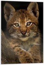 WallClassics - PVC Schuimplaat- Bruine Lynx - 60x90 cm Foto op PVC Schuimplaat