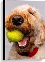 WallClassics - Canvas - Hond Speelt met Tennisbal - 40x60 cm Foto op Canvas Schilderij (Wanddecoratie op Canvas)