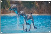 WallClassics - Tuinposter – Springende Dolfijnen - 90x60 cm Foto op Tuinposter (wanddecoratie voor buiten en binnen)