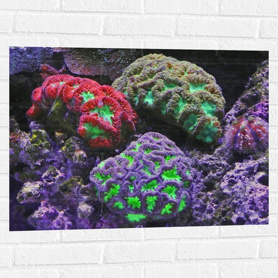 WallClassics - Muursticker - Gekleurd Koraal - 80x60 cm Foto op Muursticker