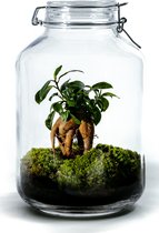 Growing Concepts DIY Duurzaam Ecosysteem Weckpot 5L - Planten - Ficus Ginseng - H28xØ18cm
