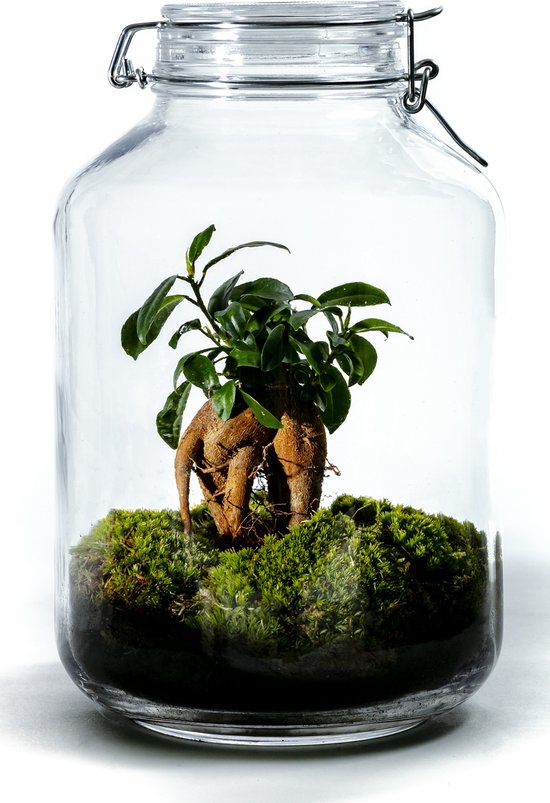 Growing Concepts DIY Duurzaam Ecosysteem Weckpot 5L – Ficus Ginseng – H28xØ18cm