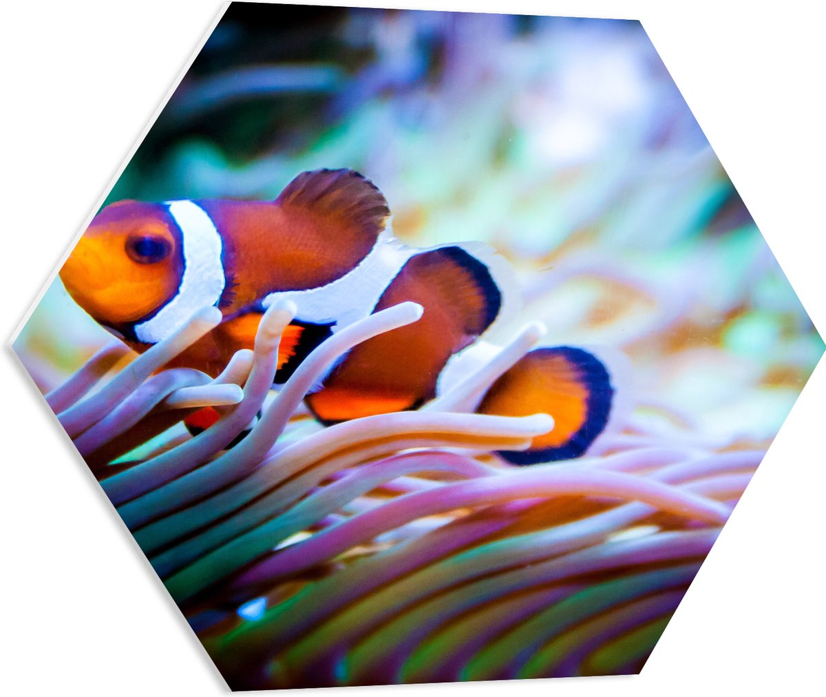 PVC Schuimplaat Hexagon - Clownvis in een Aquarium - 60x52.2 cm Foto op Hexagon (Met Ophangsysteem)