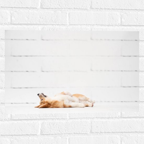 WallClassics - Muursticker - Luie Corgi met Witte Achtergrond - 60x40 cm Foto op Muursticker