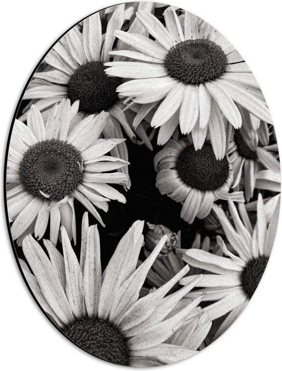 WallClassics - Dibond Ovaal - Zwart Wit Foto van Zonnebloemen - 30x40 cm Foto op Ovaal (Met Ophangsysteem)