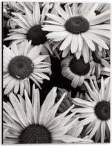 WallClassics - Dibond - Zwart Wit Foto van Zonnebloemen - 30x40 cm Foto op Aluminium (Wanddecoratie van metaal)