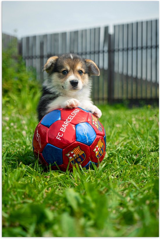 WallClassics - Poster (Mat) - Hondje Speelt met een Voetbal - 40x60 cm Foto op Posterpapier met een Matte look