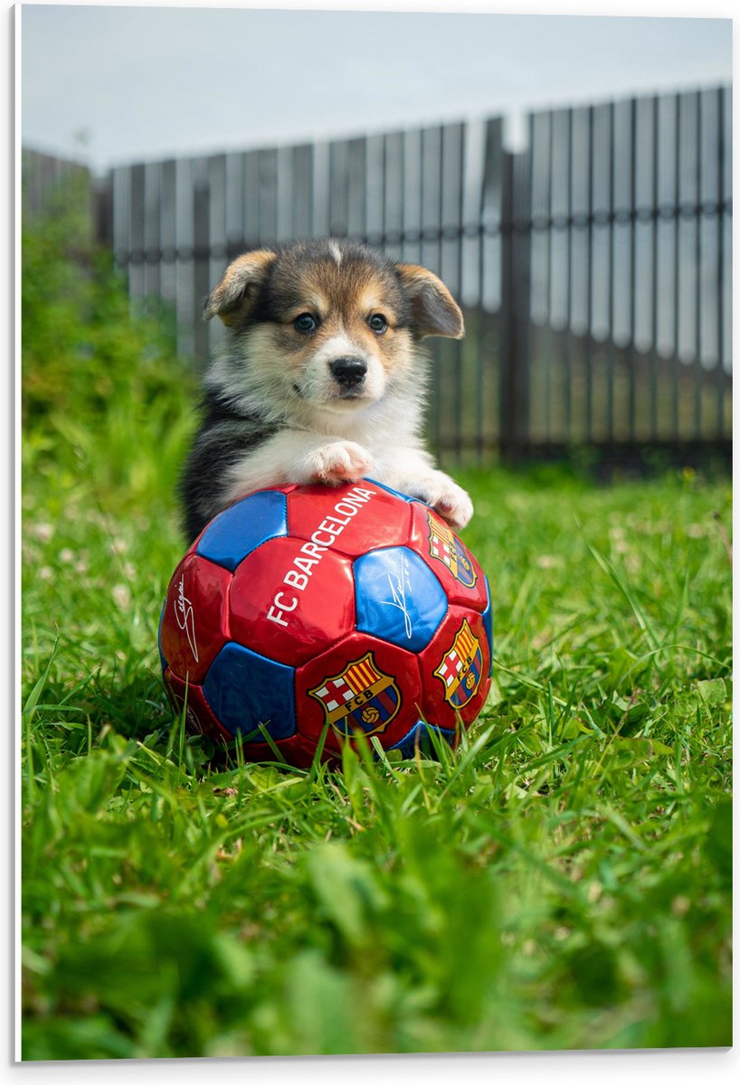 PVC Schuimplaat- Hondje Speelt met een Voetbal - 40x60 cm Foto op PVC Schuimplaat